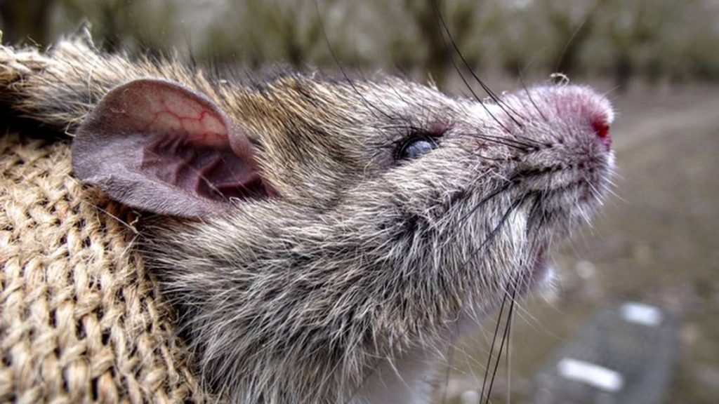 A rat in burlap