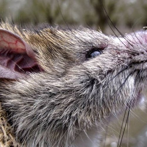 A rat in burlap
