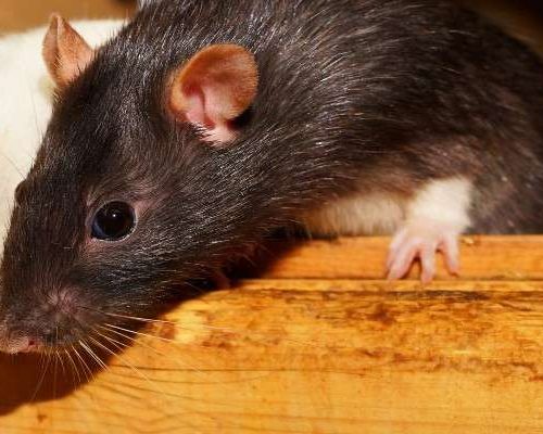 Two rats coming out of a box
