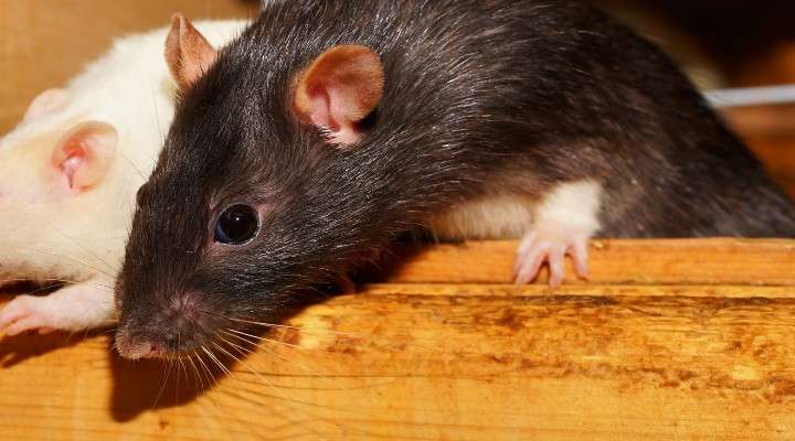 Two rats coming out of a box