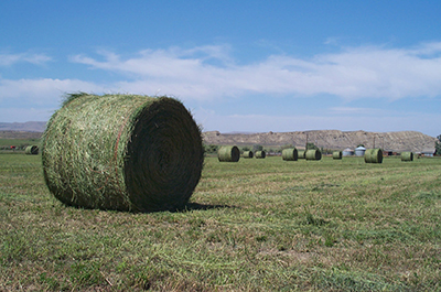 A field with round bales of alfalfa hay.