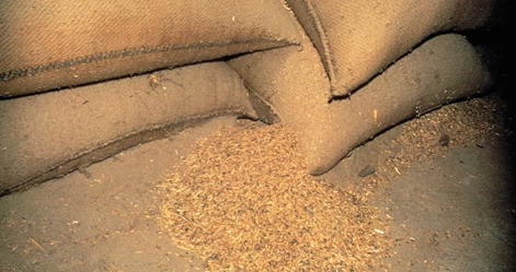 Sacks of animal feed with a rip and spilled feed on the ground