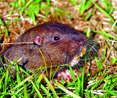 A gopher