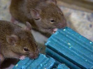 Mice eating poison