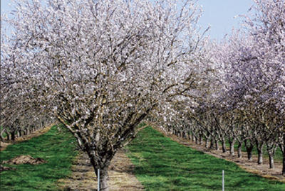 A blossoming orchard