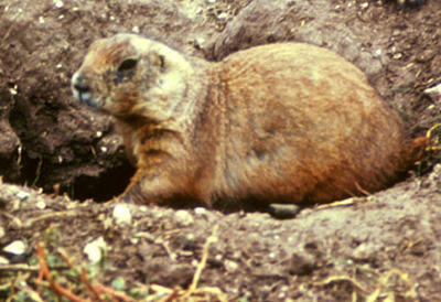 A prairie dog