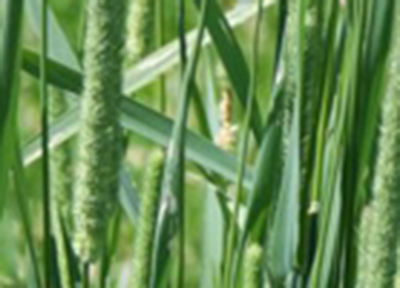 A close up of grass
