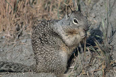 A ground squirrel