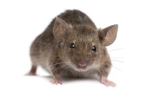 A small mouse
