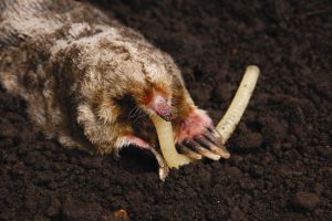 A mole in the dirt eating a worm