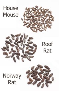 Examples of different mouse and rat droppings