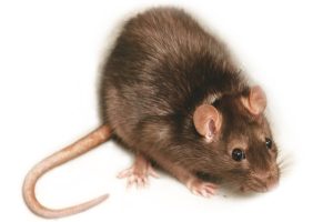 A small Norway rat