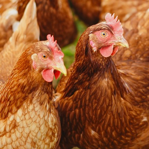 Two chickens outdoors