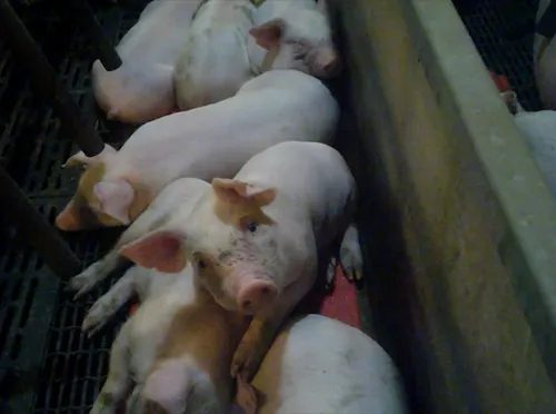 A bunch of small pigs in a pen