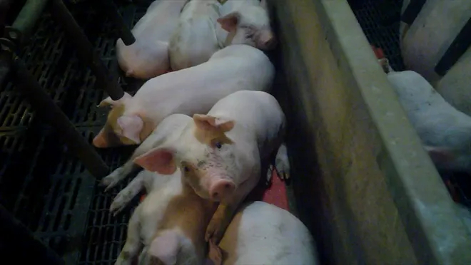 A bunch of small pigs in a pen