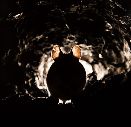 A rodent in a tunnel