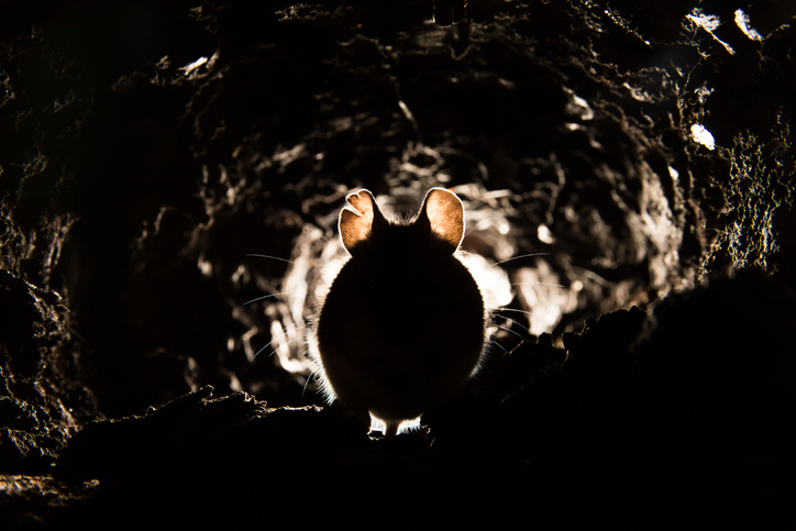 A rodent in a tunnel