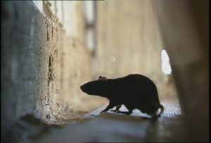 A rat next to an external wall