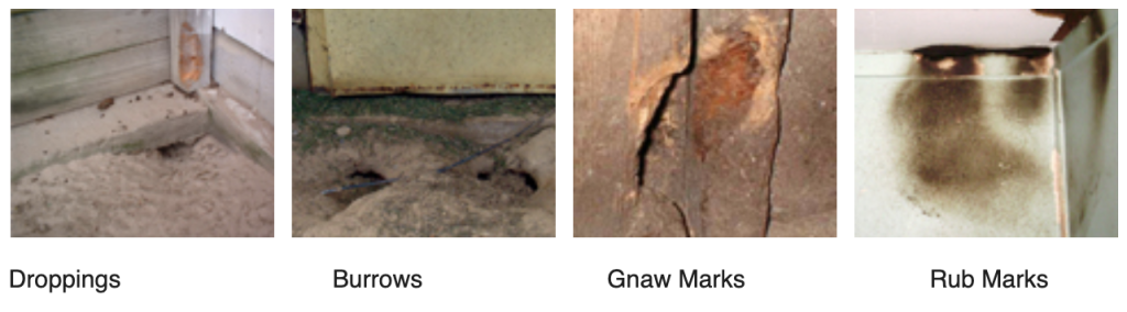 Four examples of ways to identify rodent activity
