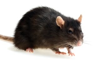 A roof rat