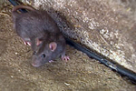 A mouse in a concrete building