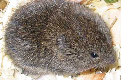 A vole
